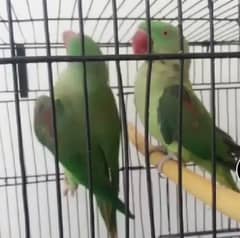 Kashmir Raw parrot pair 0