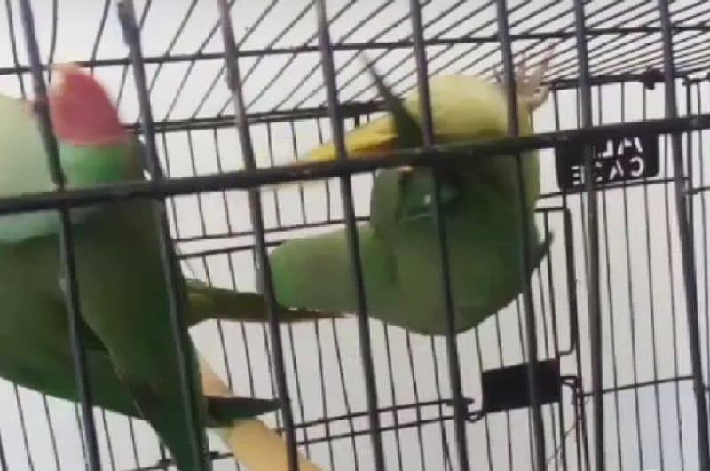 Kashmir Raw parrot pair 1