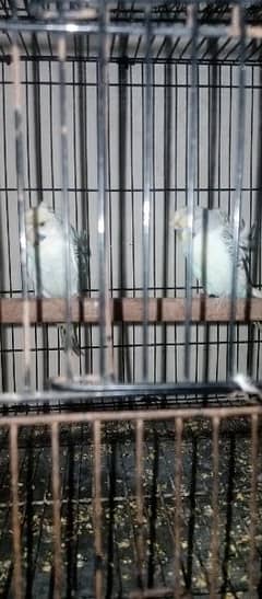 hogoromo breeder pair for sale