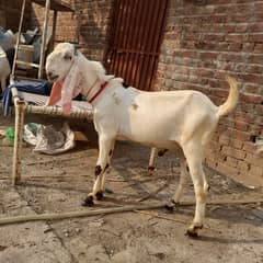 breeder quality kheera bakra for sale