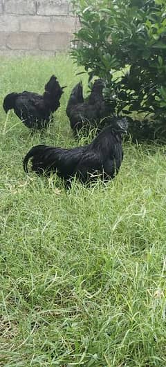 Ayam cemani