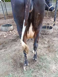 30L milking capacity cow in 3rd laction