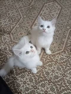 2 Cute Persian Kittens are looking for new home