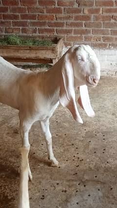 pure Rajanpuri goat 0