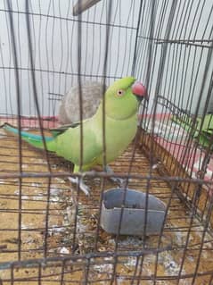 parrot for sale