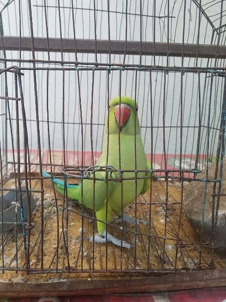 parrot for sale 4