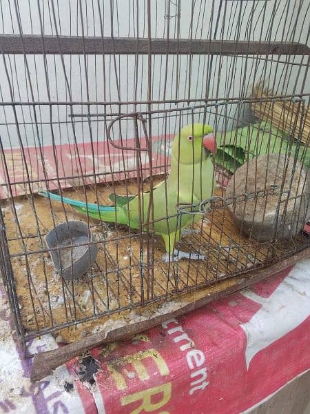 parrot for sale 5