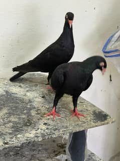 Black danish Pigeons