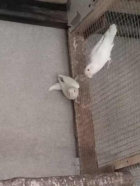 albino red-eyes pair ready to breed . . age 1.5 Saal 1