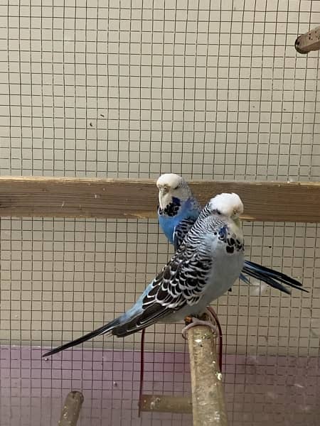 Australian Exhibition Budgies 5