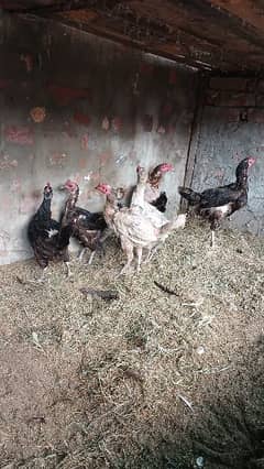 aseel cross and australorp murgi