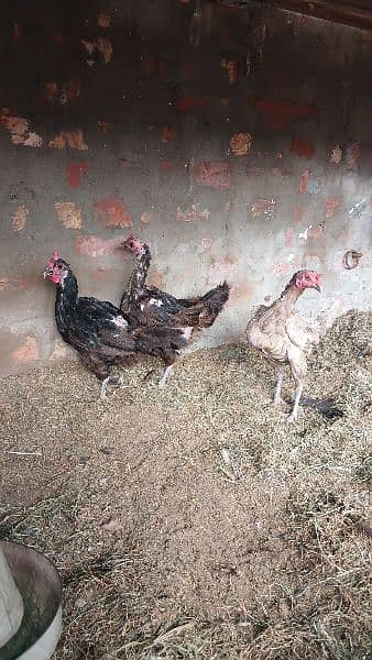 aseel cross and australorp murgi 1