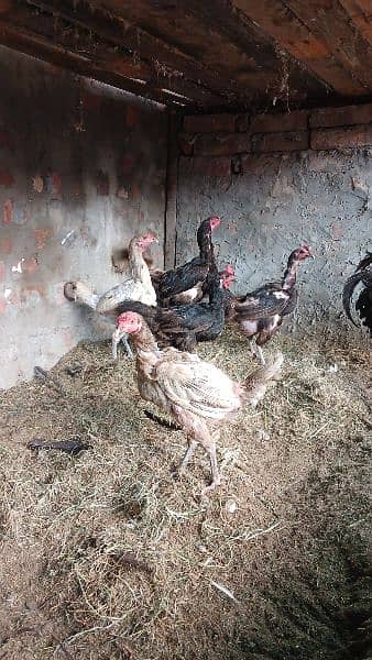 aseel cross and australorp murgi 3