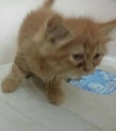 Doll-Faced Persian Kitten for Sale | female | Golden & grey Colour