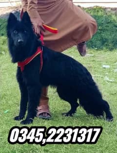 Black Shepherd puppy (03452231317)