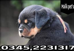 Rottweiler puppy (03452231317)