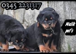 Rottweiler puppy (03452231317)