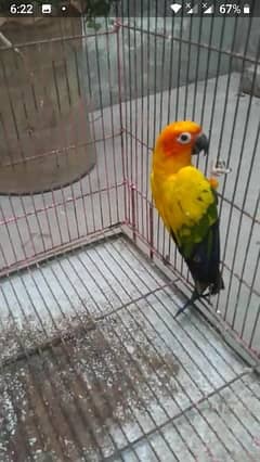 SUN CONURE READY TO BREED PAIR