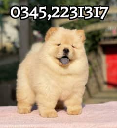 Chow Chow Puppy (03452231317)