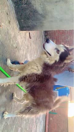 siberian husky male for sale