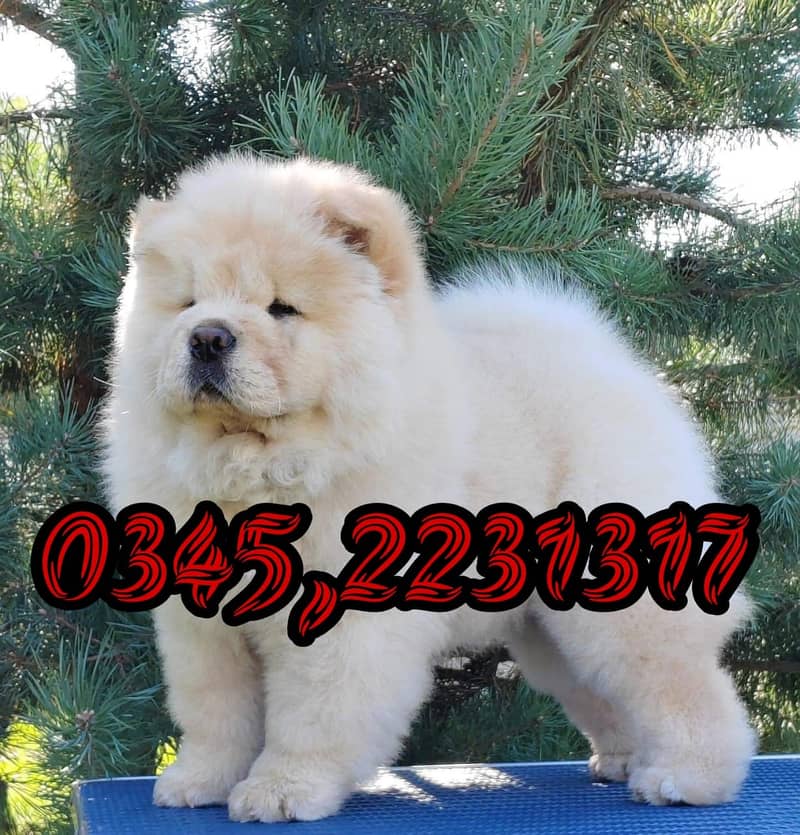 Chow Chow Puppy (03452231317) 0