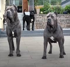 Cane corso heavy champion blood line Importerd puppies available here