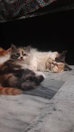 Persian Cat/Double Coat/Cute/Kittens For Sale/Persian Cat For Sale