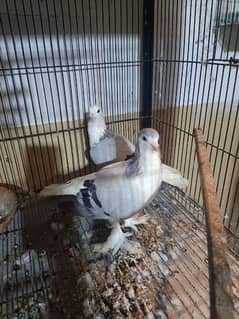 Sherazi Breeder pair 0