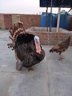 Turkey birds for sale pair      (  read description) 0