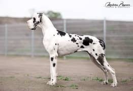 Great Dane pedigree imported puppies available here 0