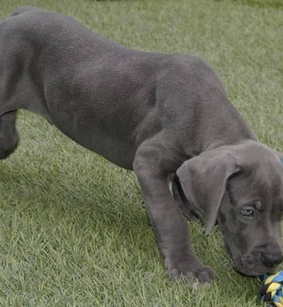 Great Dane pedigree imported puppies available here 2