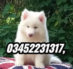 Siberian Husky puppy (03452231317)