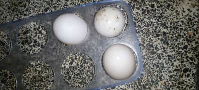 Golden sebright 100%  fertile eggs/ Subright