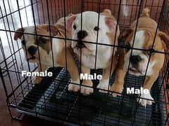 English bulldog puppies available in Pakistan it’s original picture