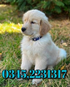 Golden Retriever (03452231317)