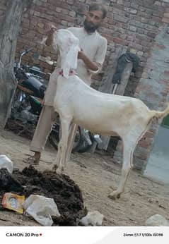 pure rajanpuri Gabban bakri urgent for sale no olx SMS