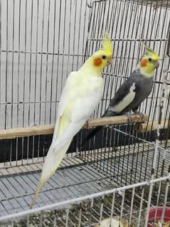 Cocktail Parrots For Sale