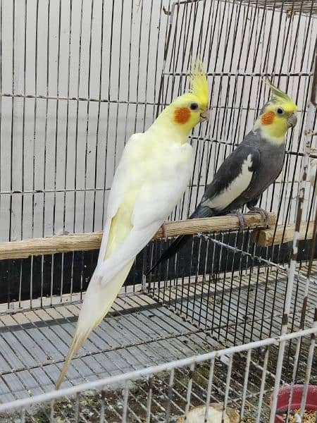 Cocktail Parrots For Sale 0