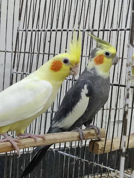 Cocktail Parrots For Sale 1