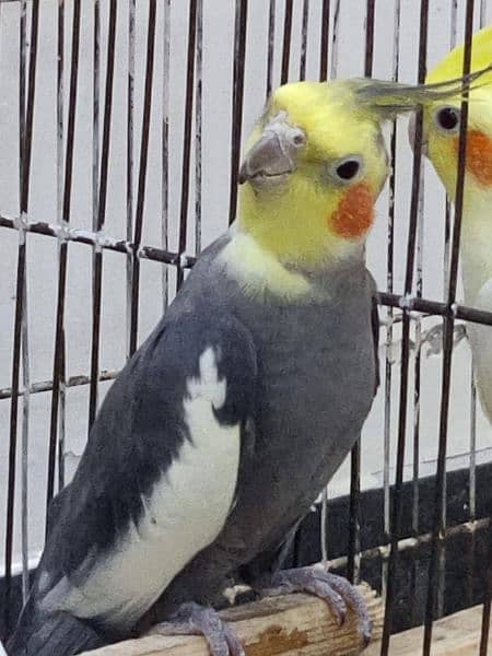 Cocktail Parrots For Sale 4