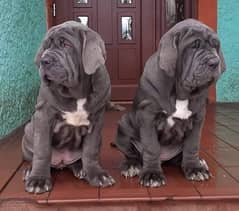 Neapolitan mastiff imported pedigree microchipped puppies available