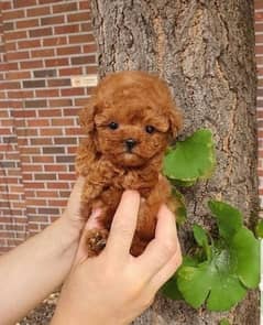 Toy poodle original tea cup size puppy available in Pakistan