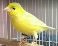 Singing Canary birds for sale