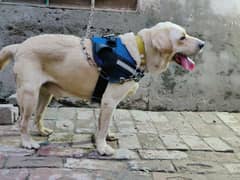 For Mating | Available in Multan | Labrador Dog