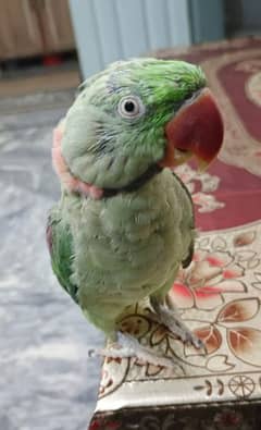 Raw parrot full breeder male hand trend