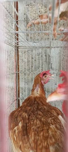 egg laying desi misri and aseel cross