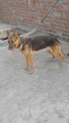 German Shepherd female for sale