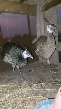 Peacock pair for sale with     مور کے بچے 0