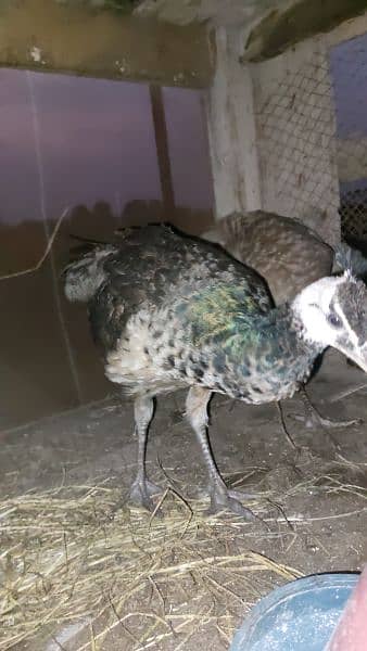 Peacock pair for sale with     مور کے بچے 2