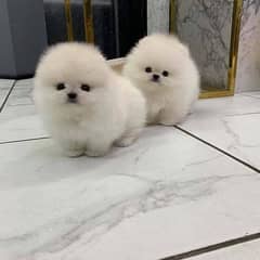 Pomeranian